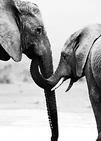 Affiche deux éléphants noir et blanc L.50 x H.70cm Dada Art