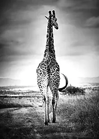 Affiche girafe de dos noir et blanc L.50 x H.70cm Dada Art