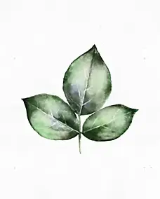 Affiche feuille vert l.24 x l.30 cm Dada Art