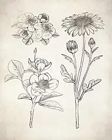 Affiche illustration fleurs herbier vintage l.24 x H.30 cm Dada Art