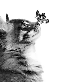 Affiche chat et papillon noir et blanc l.30 x H.40 cm Dada Art