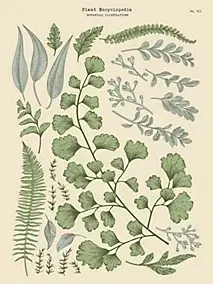 Affiche herbier n°1 l.30 x H.40 cm Dada Art