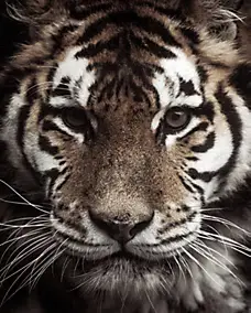 Affiche tigre l.40 x l.50 cm Dada Art
