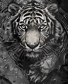 Affiche tigre noir et blanc l.40 x l.50 cm Dada Art