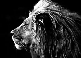 Affiche profil lion sur fond noir l.50 x l.70 cm Dada art