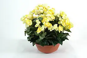 Coupe Bégonia artificiel 3 piquets vert
