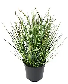 Berry onion grass artificiel h.35 cm