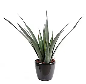 Plante aloe Ferox artificielle en pot