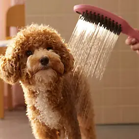 Douchette à main pour chien, 3 jets, rose, Hansgrohe Dogshower