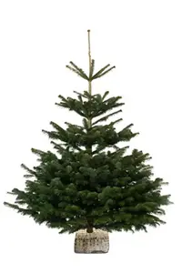 Sapin de Noël Nordmann 180-210 cm + bûche