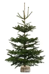 Sapin de Noël Nordmann 210-240 cm + bûche
