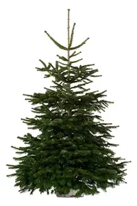 Sapin de Noël Nordmann 150-180 cm + bûche