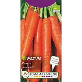 Graines de carotte bio variété "Nantaise 2" Verve semis de mars à juin