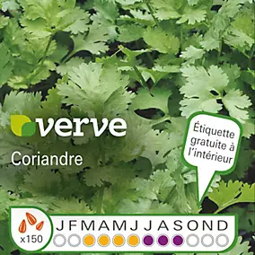 Graines de coriande bio variété "Coriandre" Verve semis de mars à juin