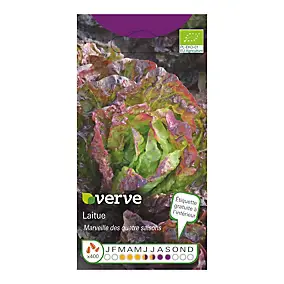Graines de laitue bio variété "Salad Bowl" Verve semis de mars à juillet