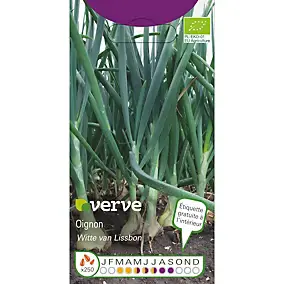 Graines d'oignon variété "White Lisbon" Verve semis de mars à juillet