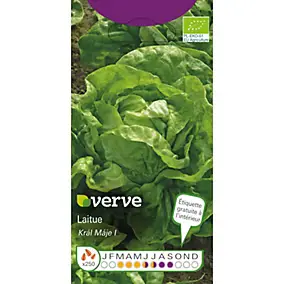 Graine de laitue bio variété "May King" Verve semis de mars à juillet