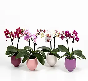 Orchidée Phalaenopsis en pot céramique Ø6 cm