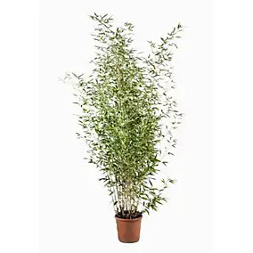 Bambou haut Phyllostachys Aurea avec pot 9L