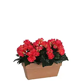 Begonia rose foncé artificiel en jardinière Slate terra 29 x 13 x h.25 cm
