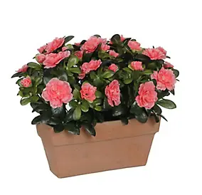 Azalea pêche artificiel 29 x 13 x h.27 cm en jardinière