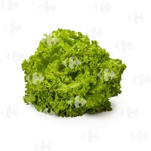 Salade Batavia Verte à la Pièce.