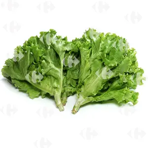Salade Lolo Verte À La Pièce