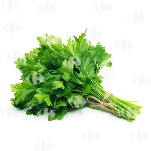 Coriandre en Botte