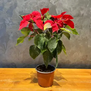 POINSETTIA Plante