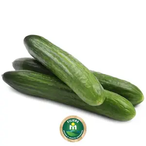 Concombre court 1Kg - FILIERE M