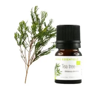 AROMA ZONE Huile essentielle Tea Tree Purifiante et Fortifiante- Origine France -2ml