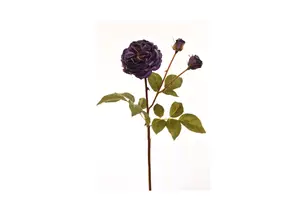 Rose 55Cm - Violet