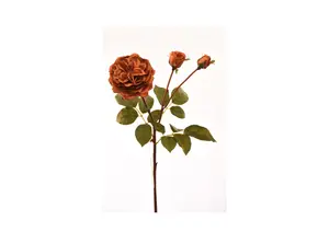 Rose 55Cm - Orange