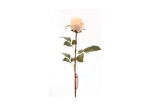 Rose 60Cm - Blanche