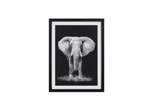 Tableau L'Elephant Avec Cadre - Blanc / Noir