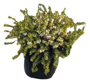 BRUYÈRE ERICA DARLEYENSIS