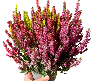 BRUYÈRE CALLUNA TRICOLORE