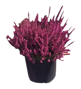 BRUYÈRE CALLUNA UNICOLORE