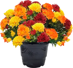 CHRYSANTHÈME POMPONETTE MULTICOLORE ORANGE