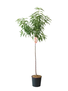 ARBRE FRUITIER DEMI-TIGE