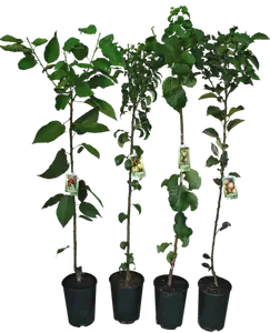 ARBRE FRUITIER SCION