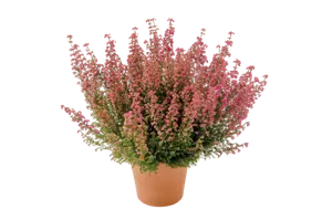 BRUYÈRE GRACILIS