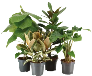 PLANTE VERTE