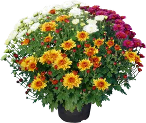 CHRYSANTHÈME POMPONNETTE TRICOLORE OU UNICOLORE