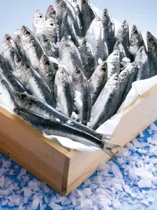 Sardine