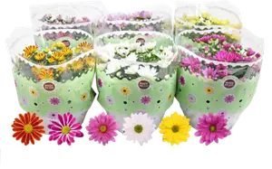 COUPE CHRYSANTHEME 23CM