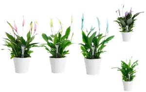 SPATHIPHYLLUM COULEUR POT 12CM AVEC CERAMIQUE