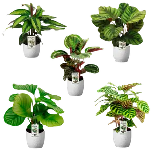 CALATHEA VARIES POT 14CM AVEC CERAMIQUE