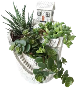 COMPOSITION DE 3 SUCCULENTES