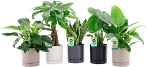 Plantes vertes pot de 14 cm avec céramique - FLORAMOTION